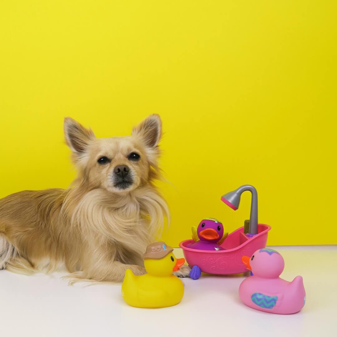 Pet Toys & Entertainment